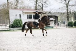 Kentucky Horsewear Fly Bonnet Wellington 8 Kentucky Horsewear Fly Bonnet Wellington -Equestrian Supplies Shop 10042019 485A9560N95eFOhgqygdm 1280x1280