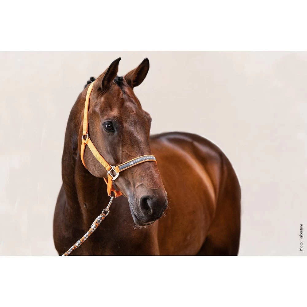 Schokemoehle Sports Halter Memphis 4 Schokemoehle Sports Halter Memphis - Image 2