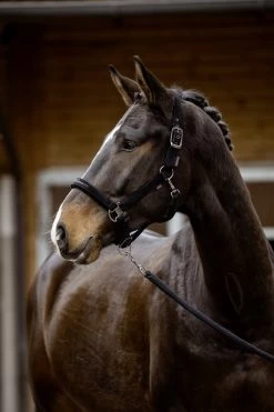 Covalliero Halter FW23 7 Covalliero Halter FW23 -Equestrian Supplies Shop 199384 Anwendungsbild 3227061LBzkCdIT8uk1R 1280x1280