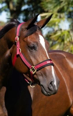 Back On Track Halter Werano -Equestrian Supplies Shop 2064 werano halter burgundy 4 1gi5enT7srr8Ns 1280x1280