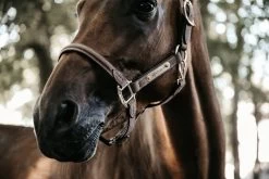 Kentucky Horsewear Anatomical Suede Halter -Equestrian Supplies Shop 27062019 485A5239coiBJWucVNtsC 1280x1280