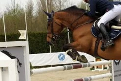 Kentucky Horsewear Stud Girth -Equestrian Supplies Shop 42404 D 1465904742 372 1280x1280