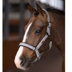 Halter HVPFrancis FW22, Nylon Halter 9 Halter HVPFrancis FW22, Nylon Halter -Equestrian Supplies Shop HV Polo HW22 Halfter HVPFrancis Grey 1 1280x1280