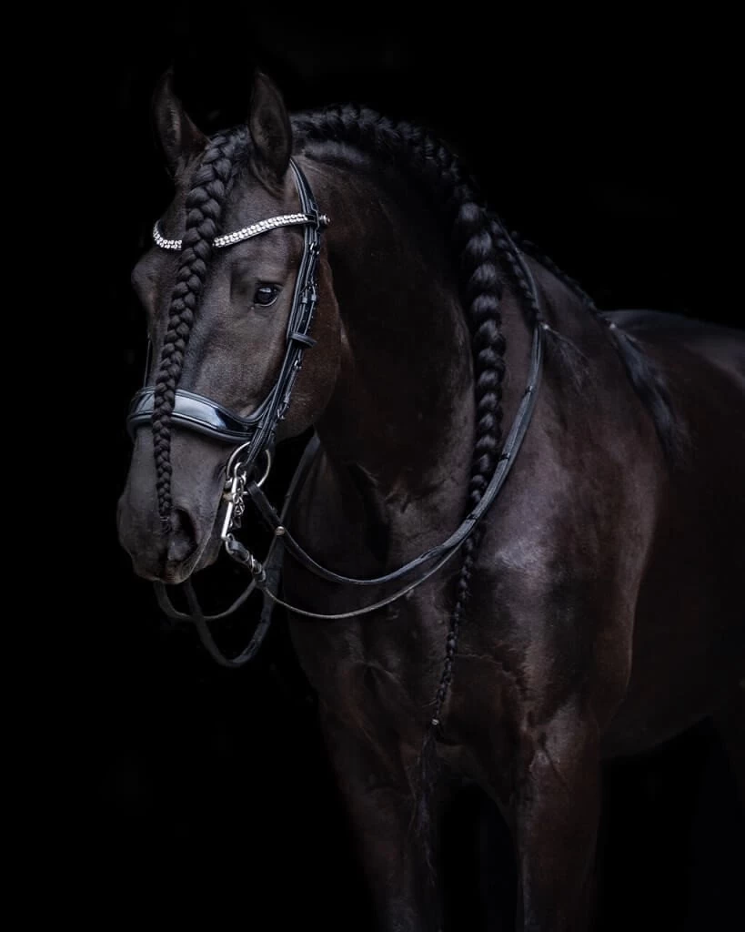 Double Bridle FayPerform Shine, With Swedish Noseband 7 Double Bridle FayPerform Shine, With Swedish Noseband - Image 5