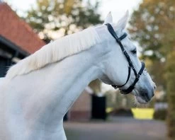 Leather Cavesson -Equestrian Supplies Shop QHP Kappzaum Leder 1699 7NnyhldQLc8qsP 1280x1280