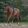 Waldhausen Lunging System 1 Waldhausen Lunging System -Equestrian Supplies Shop Waldhausen Longiersystem 8104701 1280x1280