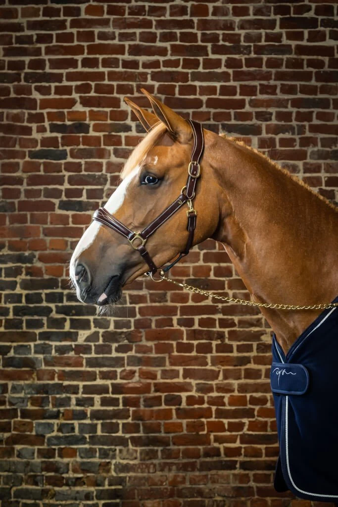 Leather Halter DC 4 Leather Halter DC - Image 2