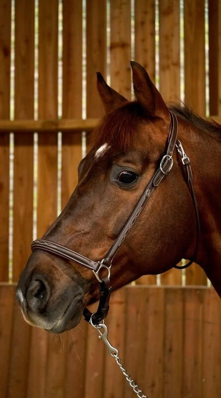 Leather Grooming Headcollar WC 4 Leather Grooming Headcollar WC - Image 2