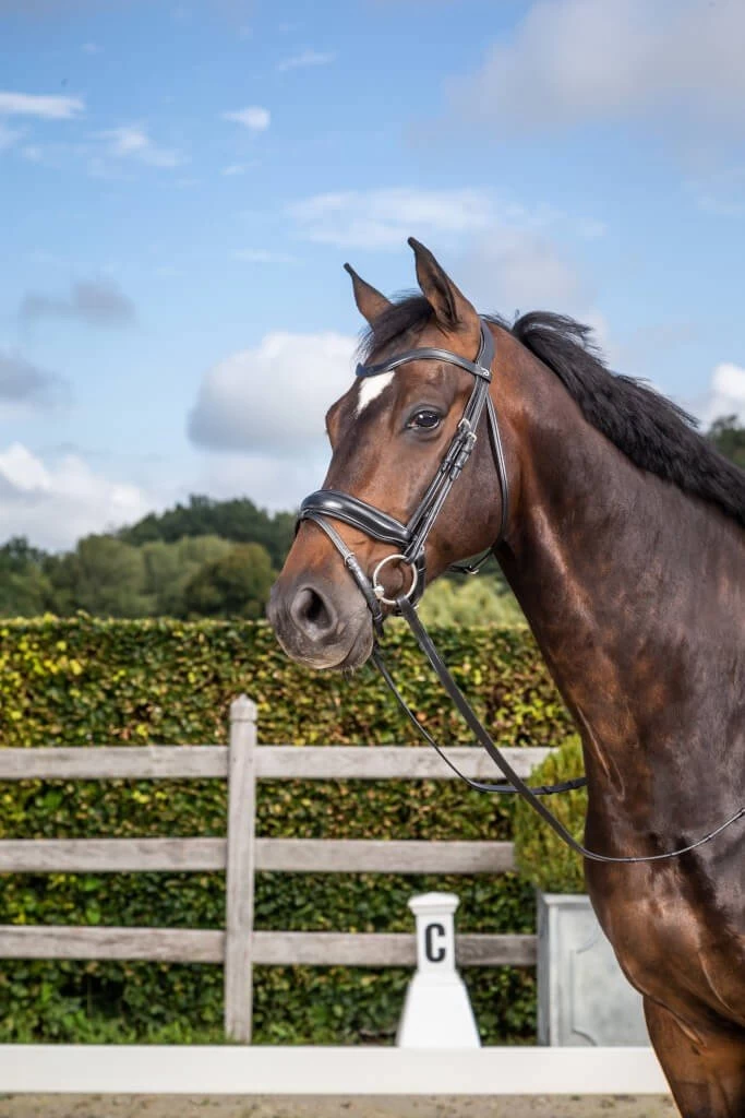 Bridle Matte Medium Crank NEC With Swedish Noseband 4 Bridle Matte Medium Crank NEC With Swedish Noseband - Image 2