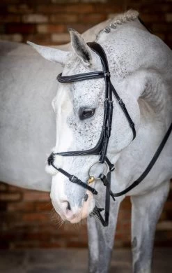 Bridle Kudos Grackle, Mexican -Equestrian Supplies Shop g0a7755 processed 1280x1280