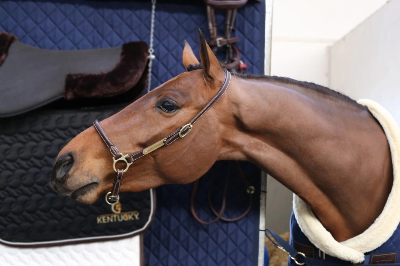 Kentucky Horsewear Leather Grooming Halter 5 Kentucky Horsewear Leather Grooming Halter - Image 3