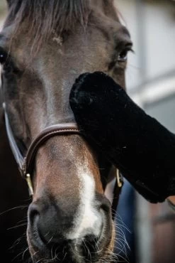 Sheepskin Grooming Glove -Equestrian Supplies Shop grooming deluxe sheepskin grooming glove black 3 1280x1280