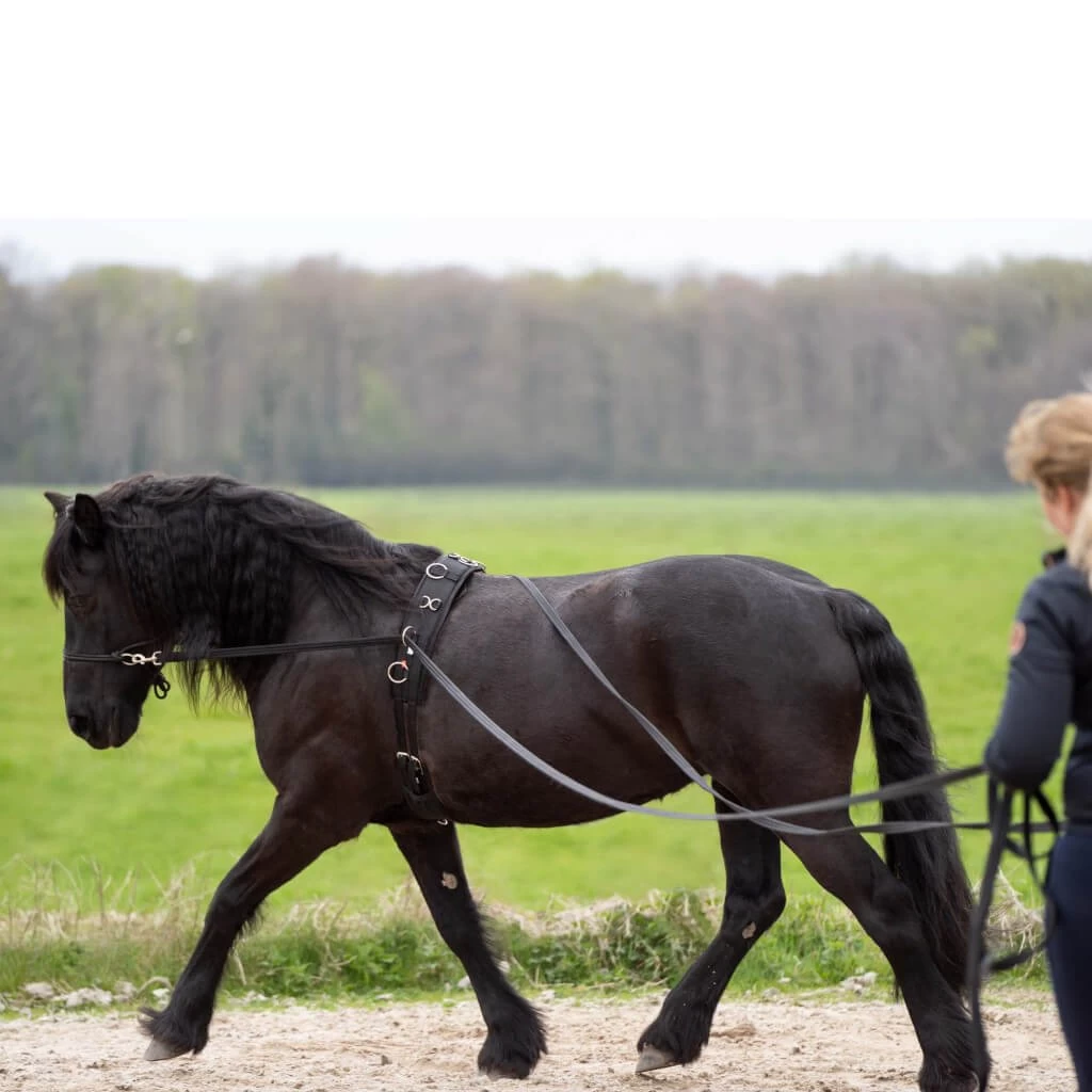 Groundwork Reins IRHFree Ride 4 Groundwork Reins IRHFree Ride - Image 2