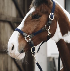 Kentucky Horsewear Kentucky Dogwear Braided Nylon Leash Plaited -Equestrian Supplies Shop kentucky horsewear strick plaited nylon blue 2 1280x1280