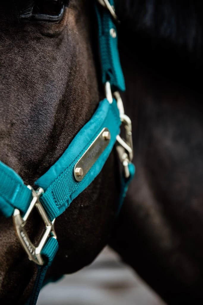 Kentucky Horsewear Halter Velvet 5 Kentucky Horsewear Halter Velvet - Image 3