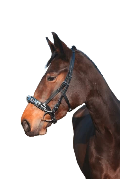 Covalliero Cavesson Leather Exclusive