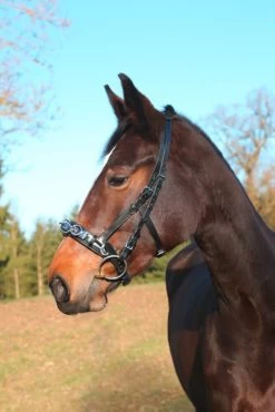 Covalliero Cavesson Leather Exclusive -Equestrian Supplies Shop kerbl kappzaum leder exklusiv 23hCtG2RpA7nY9 1280x1280