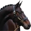 Leather Halter Amigo -Equestrian Supplies Shop p8j4uep5 processed 1wZSGpVXhvVmrG 1280x1280