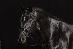Bridle Stanford Glam, Swedish Combined, Without Reins 5 Bridle Stanford Glam, Swedish Combined, Without Reins -Equestrian Supplies Shop schockemohle sports trense stanford glam 02 1280x1280