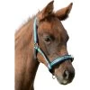 Halter Dublin, Nylon Halter, Foal Halter 2 Halter Dublin, Nylon Halter, Foal Halter -Equestrian Supplies Shop stripe navy Fohlen processed 1280x1280