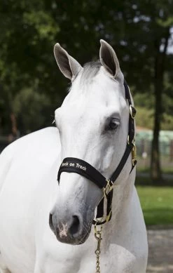 Back On Track Halter Werano -Equestrian Supplies Shop werano halter edited gold min 2oAiNiipikLPOO 1280x1280